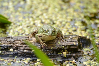 Deze kikker zat mooi op een druivend stuk hout in een poel in de duinen van Castricum, veel kikkers sprongen snel het water in, maar deze was niet bang.