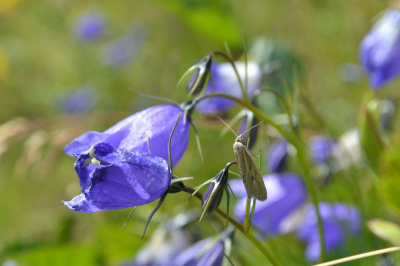 Op ongeveer 2000 meter groeiden deze plantjes heel veel, en ik vond er 1 waarbij dit soort vlindertje? er als toetje bij in beeld kwam. Iemand die weet welk soort gentiaan dit is?