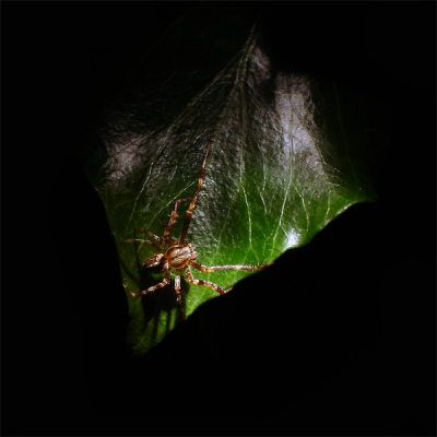 <i class='fa fa-user'></i>&nbsp;Johan op den Dries&nbsp;| Kruisspin&nbsp; <i class='fa fa-eye'>&nbsp;239</i> &nbsp; <i class='fa fa-comment-o'>&nbsp;3</i>