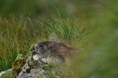 Midden op een warme dag in Oostenrijk voeren de alpenmarmotten niet veel meer uit, deze lag loom vanaf z'n rots te dagdromen. Dit wordt versterkt door de groene waas die over z'n achterkant heen ligt.