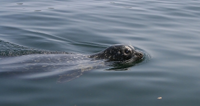 Terwijl we stonden te wachten op een steiger voor de watertaxi, kwam deze zeehond steeds dichterbij gezwommen. Op den duur zwom hij onderdoor de steiger en verwachtte misschien een lekker visje van ons....