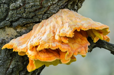 Vond deze mooie zwam tijdens een wandeling in de AWD ingang de zilk. De mooie heldere kleuren staken goed af tegen de "grauwe" boom.