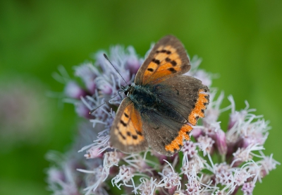 Afgelopen paar dagen heel goed weer geweest voor macrofotografie, gelukkig heb ik nog vakantie op het moment. Dus vroeg uit de veren om met zacht licht het een en ander vast te leggen.