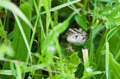 Locatie: open veld in duingebied.
Weer: halfbewolkt, droog, zonnig.
Overige: camera op ongeveer een meter afstand van de zandhagedis, laag bij de grond.