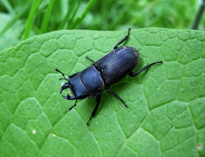 zonnige perioden,in de buurt van een kikkerpoel,zat deze hertkever te genieten van de natuur,net als ik