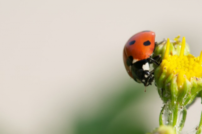 Gemaakt tijdens de Natuur/Macro workshop met Nico van Kappel op de OOstvoornse Slikken