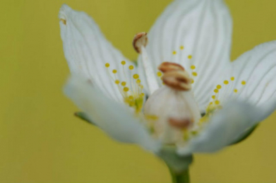 Gemaakt tijdens de Natuur/Macro workshop met Nico van Kappel op de OOstvoornse Slikken