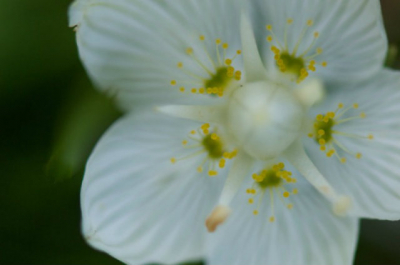 Gemaakt tijdens de Natuur/Macro workshop met Nico van Kappel op de OOstvoornse Slikken