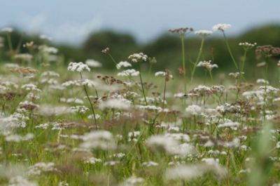 Gemaakt tijdens de Natuur/Macro workshop met Nico van Kappel op de OOstvoornse Slikken