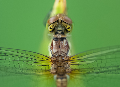 Afgelopen zondag geprobeerd een close-up met minimale scherptediepte van een libel te maken. Deze libel zat perfect stil op een mooi dik stuk riet.