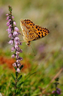 Zwetend liep ik over een bloedheet veld in het waterwinningsgebied Solleveld op zoek naar libellen en vlinders. Er waren veel oranje zandoogjes actief en de libellen namen ook geen rust. Opeens zag ik een opvallend gekleurd vlindertje dat heel anders vloog dat de andere vlinders die ik die dag gespot had. Deze vloog lans het pad en lande 15 meter verderop op een struikhei om te genieten van de nectar. Ik kon net nog een foto maken en toen was dit hyperactieve vlindertje ook weer verdwenen. Het is een nieuw soort voor mij en ik ben dat ik deze eindelijk tegen ben gekomen want het was al een lange tijd een wenssoort van mij.