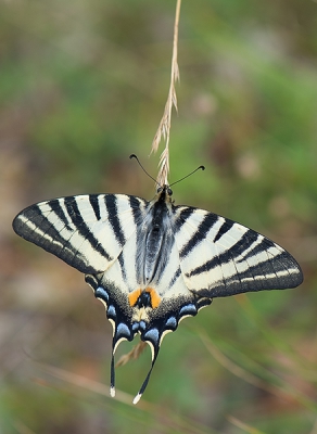 Ik had de zwarte wouw daar al een paar keer zien zweven en was daarna op zoek toen ik deze mooie vlinder zag fladderen.

gelukkig had ik 105 mm bij me.