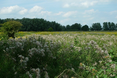 de foto is gemaakt in de direchte omgeving van Slot Loevenstein