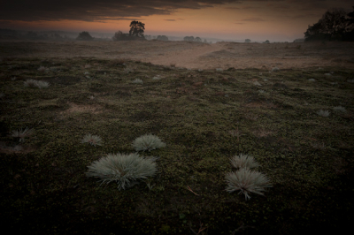 's morgens vroeg zonsopkomst met wat lichte vorst aan de grond