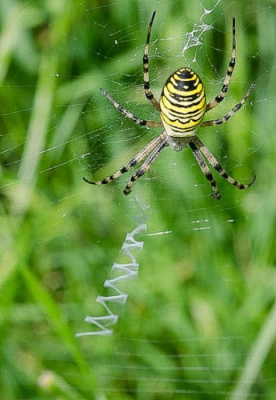 Gedurende workshop Macro in de AWD vonden we enkele van deze spinnen. Deze had het specifieke "laddertje".