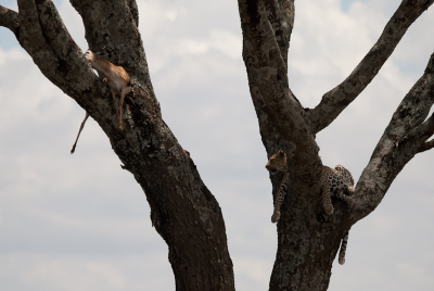 Nog een prachtige ontmoeting met een luipaard in de Serengeti. Deze luipaard was aan't uitpuffen met zijn prooi, een Thompson gazelle, in de tak ernaast. De prooi was al gedeeltelijk opgegeten in de ochtend en zal waarschijnlijk ook als avondeten gediend hebben...