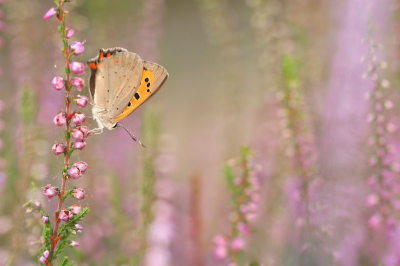 Ik zie deze vlindertjes bijna altijd onrustig in het rond vliegen, dus ik was blij verrast dit exemplaar tussen de bloeiende heide te zien zitten. Ik heb de foto in de avondzon gemaakt.