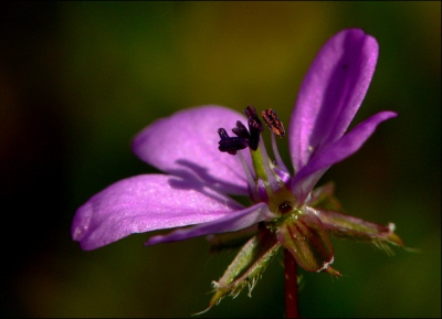 De gewone reigersbek is een van de meest algemene planten van Nederland die eigenlijk vergeten wordt, ontdanks zijn schoonheid. Ik raad daarom iedereen aan om ook naar de wat algemenere planten te kijken, omdat deze vaak mooier zijn dan de zeldzame soorten!