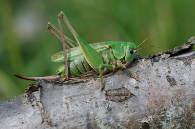 In een veldje waren meerdere van deze wrattenbijters te bekennen die van plant naar plant gingen. Het was wachten totdat er n meer vrij kwam te zitten voor een foto, deze koos een stam uit.. ideaal