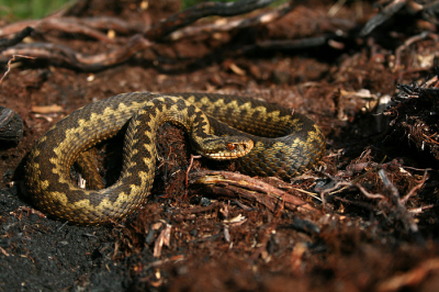 's ochtens erg vroeg opgestaan om adders te gaan zoeken op de heide. ik had nog nooit adders gezien, maar ik had gehoord dat ze 's ochtens nog wel wat sloom waren tijdens het zonnen. na een tijdje vond ik deze adder en heb ik hem beslopen, zonder te veel trillingen te veroorzaken of bewegingen te maken. ik kon op deze manier vrij dichtbij komen. eindelijk had ik adders gezien en een goede foto gemaakt, dus ik was helamaal tevreden!