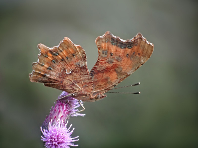 Vorige maand met mooi weer een groot aantal foto's van vlinders kunnen maken,waaronder deze aurelia op een distel.
Gr, Geert.