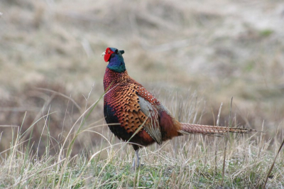 Deze nieuwsgierige fazant bezocht bijna dagelijks ons vakantiehuis om zijn "brood" nodige portie broodkruimels te verorberen