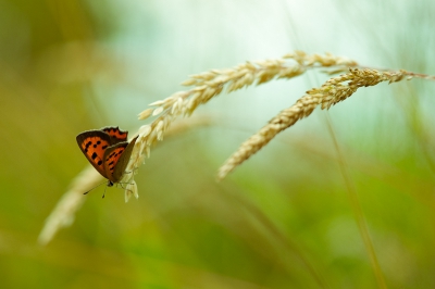 Met de hand gefotografeerd in de natuurtuin in ede. Hij ging eindelijk even zitten. ik lag al op de grond en ben onder hem gaan liggen zodat ik het licht in de achtergrond kreeg wat door het gras en halmen heen kwam.