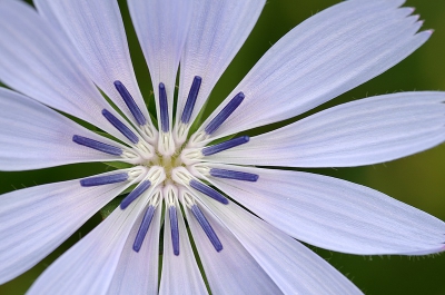 Veel tijd nodig om te zoeken naar een bloem van wilde cichorei, het moet vers en ook perfect voor foto. Honderden opnamen genomen. De wind doet erg lastig, gelukkig geen zon.