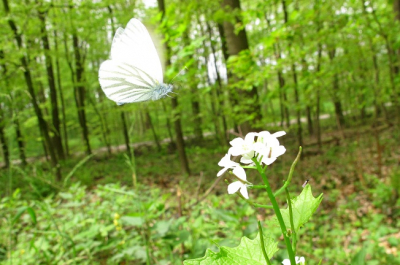 deze deed deze bloem een paar keer aanvliegen,toen heb ik opgesteld en klik,hij stond erop