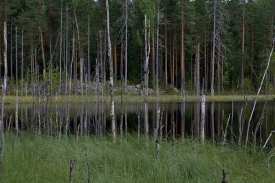 Na een zware wandeling van zo'n 4 km kwamen we bij dit meertje met berkenbos. Gezien de zwaarte van de wandeling had ik alleen mijn prima 24 -70 mm lens bij me! De uitdaging was om een passende compositie te vinden.