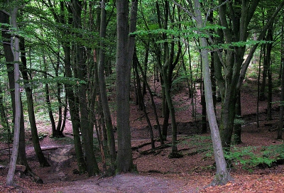 Boven op de Duivelsberg bij Nijmegen liggen twee kasteelheuvels, motten. De grootste en de hoogste krijgt al aandacht genoeg. Vandaar dat ik de kleinste laat zien. Er omheen zou een gracht hebben gelopen.
Meer informatie kun je lezen bij: www.absolutefacts.nl/kastelen/data/mergelp-duivelsberg.htm