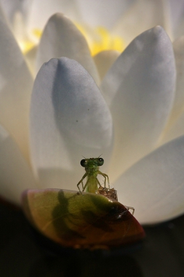 Deze net uitgeslopen waterjuffer zat op het onderste blad van de waterlelie op te drogen. Vanuit een positie op handen en knieen in het water liggend deze foto uit de hand kunnen maken waar nog net het gele hart van de waterlelie op te zien is.