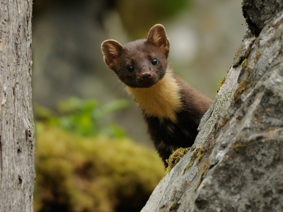 Een heel andere foto van een boommarter in het Noorse Molde. Als de boommarters zich voor de hut laten zien, verdwijnen ze regelmatig tussen de rotsen en achter bomen om dan plotseling weer op een andere plek te verschijnen. Omdat ze heel erg beweeglijk zijn, is het bij het fotograferen de kunst om de heel korte momenten dat ze stilzitten, te benutten.