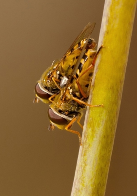 Na mijn werk thuis gekomen ben ik met de camera even in onze voortuin aan macrofotografie bezig geweest,