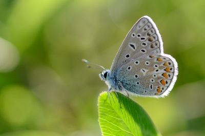 Van dit Blauwtje heb ik al eerder een andere foto laten zien. Deze vind ik zelf ook wel geslaagd.