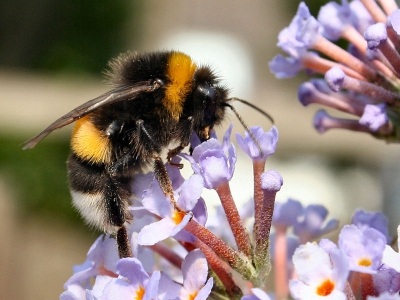 In onze achtertuin op de vlinderstruik.
Vandaag voor het eerst geprobeert wat insecten te platen.
Ik wil graag leren van jullie commentaren!