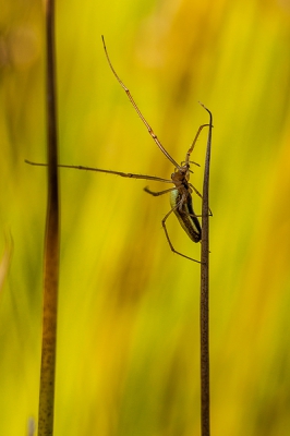 Liggend in het gras op zoek naar waterjuffers, kom je wel eens wat anders tegen. Deze strekspin klom van de ene grasspriet naar de andere, opzoek naar een prooi