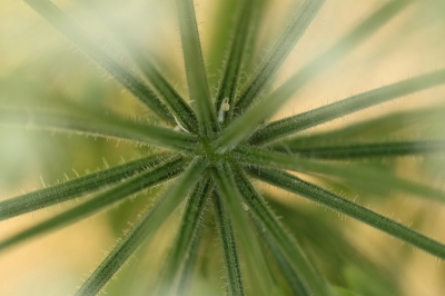 Schermbloemigen inspireren me eindloos tot het maken van  foto's. 
Deze foto heeft door de warme kleur en een laag diafragma getal iets dromerigs gekregen.