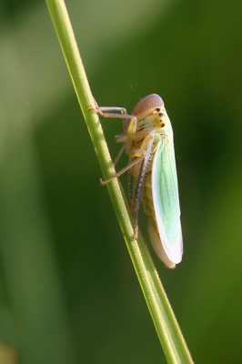Er vlogen meerdere van deze kleine (iets minder dan een cm) rond.
Ik zou graag weten welk insect dit is.