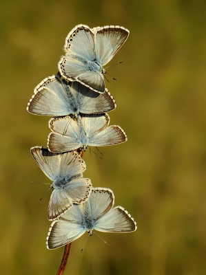 Lysandra coridon / Bleek Blauwtje / Chalk-hill Blue