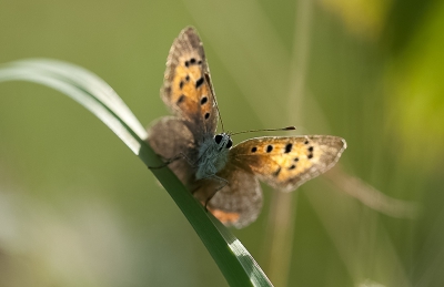 Vroeg in de ochtend deze kleine vlinder met tegenlicht van de eerste stralen van de zon vast kunnen leggen. Actieve vlinder waardoor ik telkens andere composities en verschillende hoeken op veel verschillende plekken kon uitproberen.