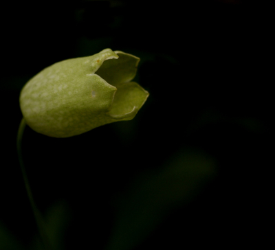 Deze bloem(helaaas weet ik de naam niet) in ons voortuin tegen een donkere achtergrond plat op mijn buik genomen, dit kelkje was nog geen centimeter groot