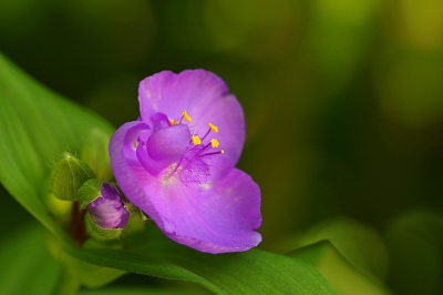In 2008 deze bloem als eenling gefotografeerd en dit jaar al met tientallen aanwezig.