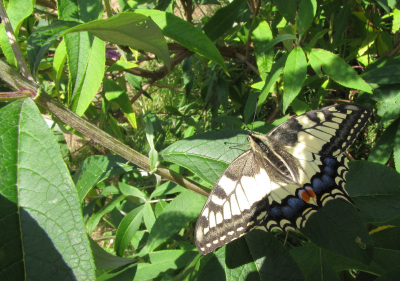 tijdens een bezoek aan de tuin der vergeten groenten kwam ik deze vlinder tegen. voor mij een een ongewone vlinder, komt namelijk niet in Noord-Holland voor, maar alleen in Limburg