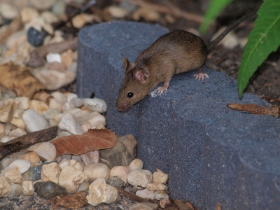 Vandaag zat ik lekker in de tuin en ineens zag ik deze muis bij onze druivenstruik rond scharrelen. Kennelijk vond hij/zij de druiven ook lekker.