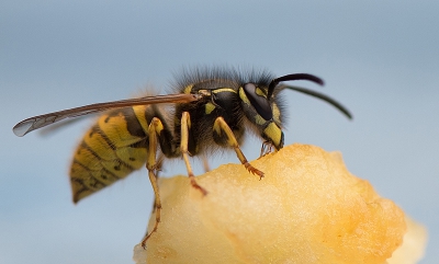 na het eten van een appeltje even op tafel laten liggen en dat vonden de wespen wel lekker  en ik de camera erbij halen.