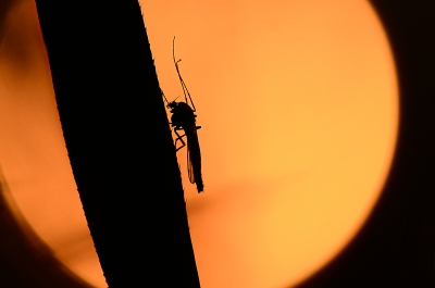 Vanavond met de ondergaande zon dit Dansmugje kunnen vereeuwigen.