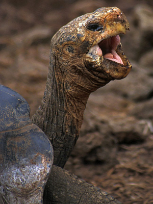 <i class='fa fa-user'></i> anne van der wal | Galapagosreuzenschildpad  <i class='fa fa-eye'> 401</i>   <i class='fa fa-comment-o'> 0</i>