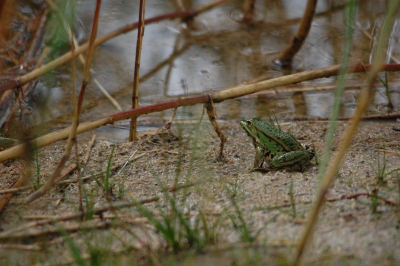 Na het nodige aan regen werd het tussendoor even droog. Overal kwamen de kikkers te voorschijn. Deze bleef even lekker zitten.