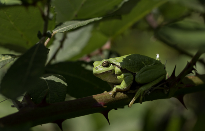 Vandaag 23 boomkikkers geteld, mijn middag kon niet meer stuk.